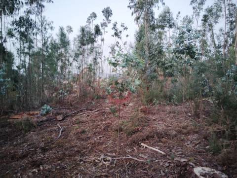 Terreno florestal