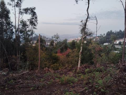 Terreno florestal
