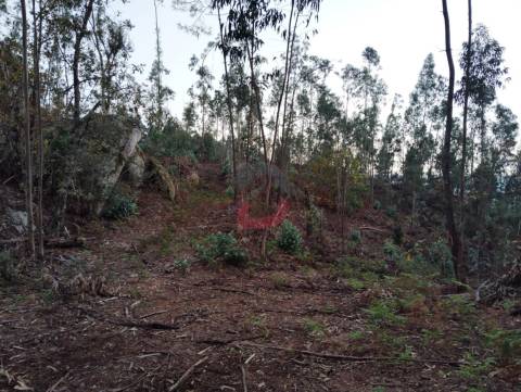Terreno florestal