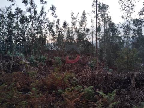 Terreno florestal