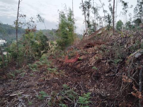 Terreno florestal
