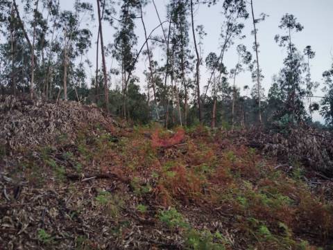 Terreno florestal