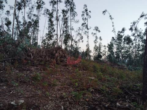 Terreno florestal