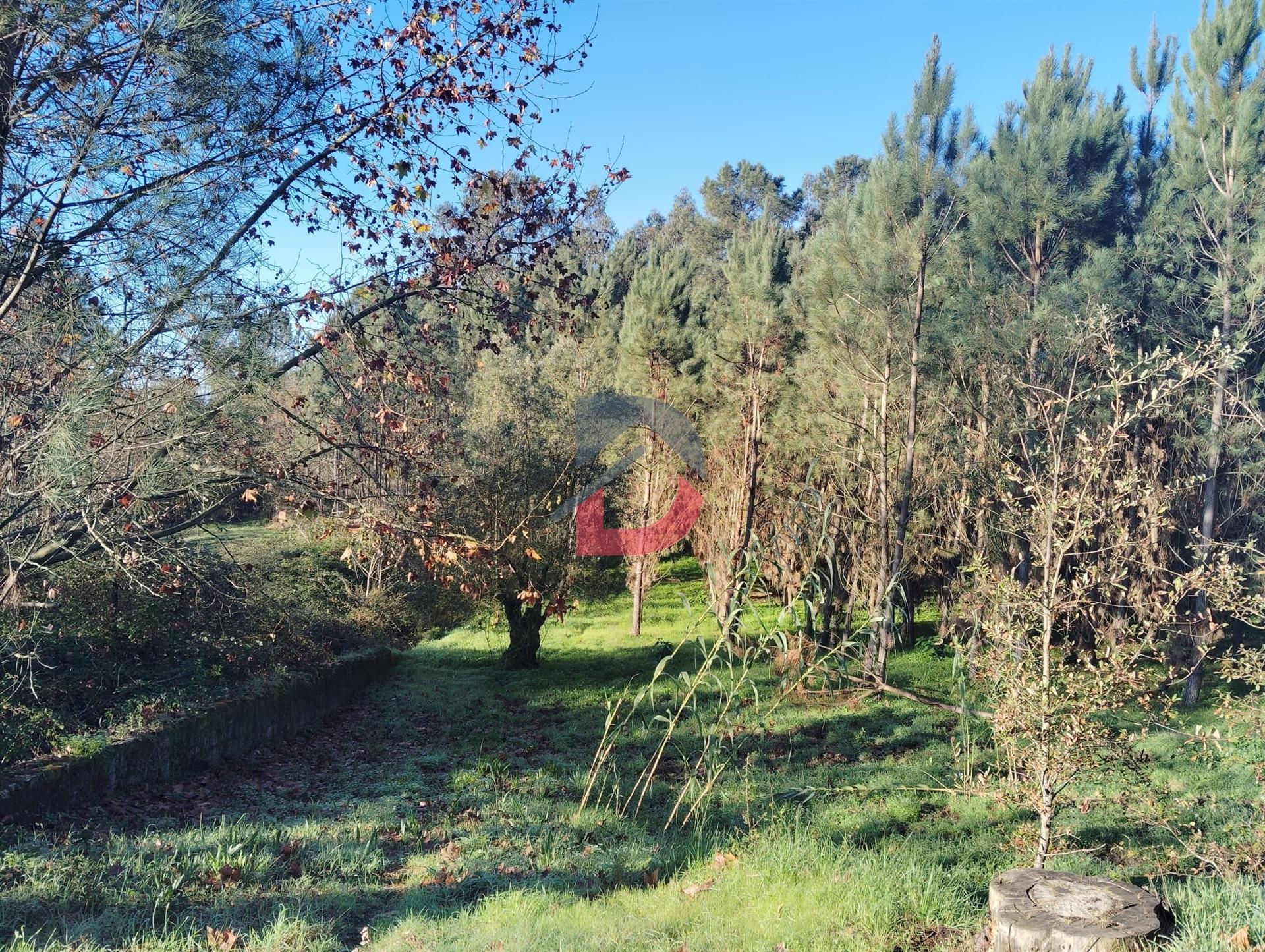 Terreno Rústico