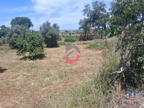 Quinta