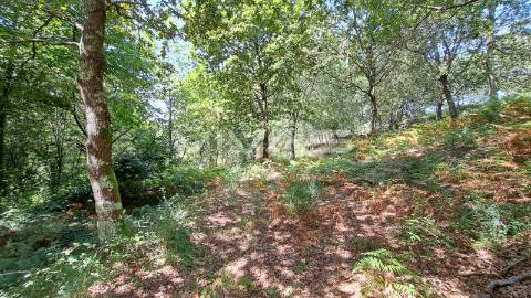 Terreno  Venda em Caldelas, Sequeiros e Paranhos,Amares