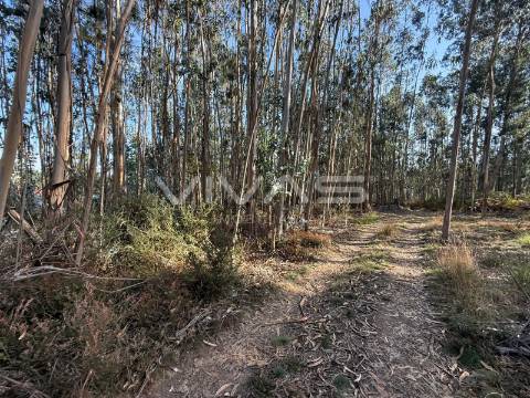 Terreno Rústico  Venda em Associação de freguesias do Vale do Neiva,Ponte de Lima