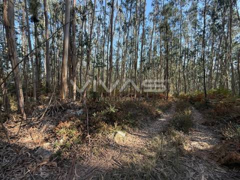 Terreno Rústico  Venda em Associação de freguesias do Vale do Neiva,Ponte de Lima