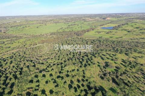 Herdade em Ourique