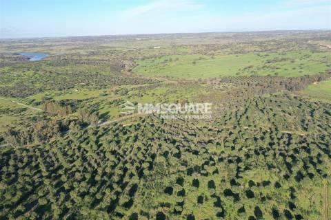 Herdade em Ourique