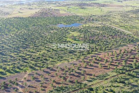 Herdade em Ourique