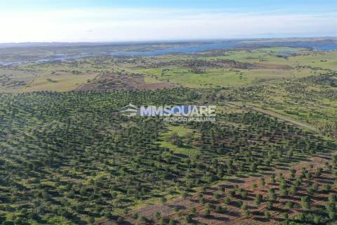 Herdade em Ourique