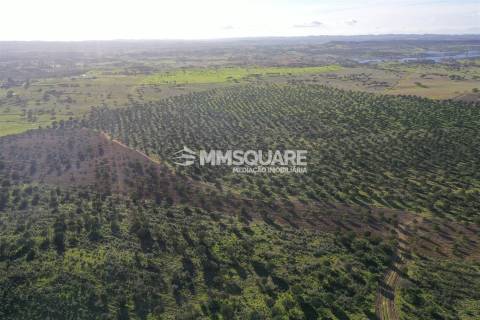 Herdade em Ourique