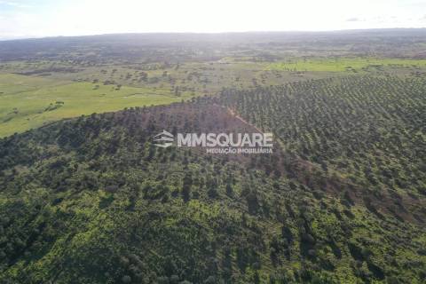 Herdade em Ourique