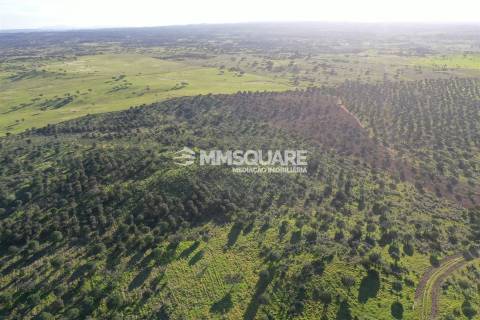 Herdade em Ourique