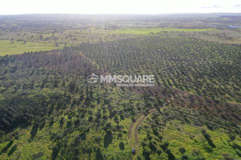 Herdade em Ourique