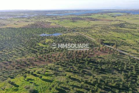 Herdade em Ourique