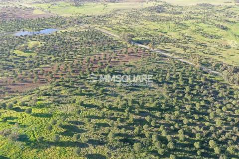 Herdade em Ourique