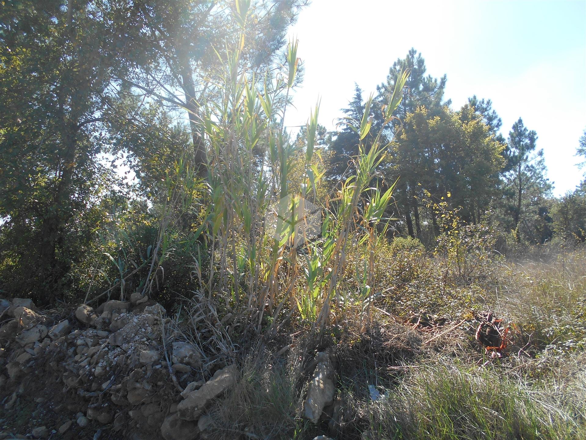 Terreno Urbano para Construção em Alhadas | 1550m² Perto da Cidade