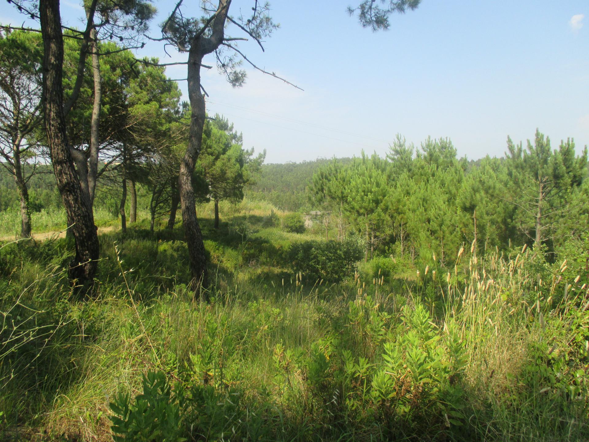 Terreno Rústico na Serra da Boa Viagem | 2118m² com Vista Panorâmica
