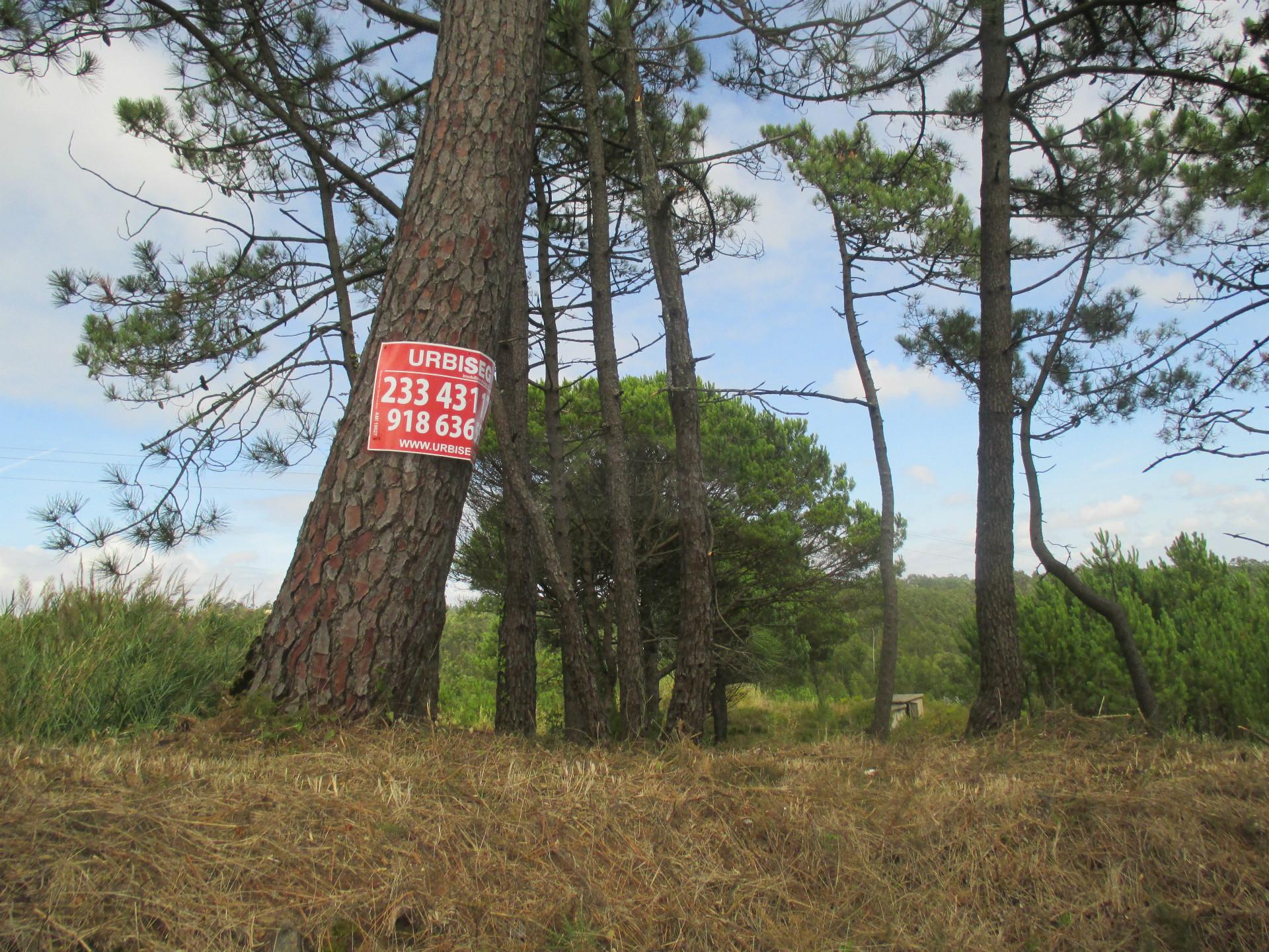 Terreno Rústico na Serra da Boa Viagem | 2118m² com Vista Panorâmica