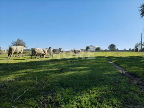 Terreno com 9500 m² – Évora