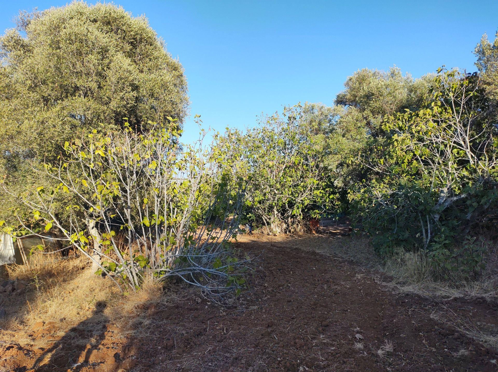 Terreno Urbanizável - Zona de Expansão Urbana - Chão-das-Donas - Portimão - Algarve