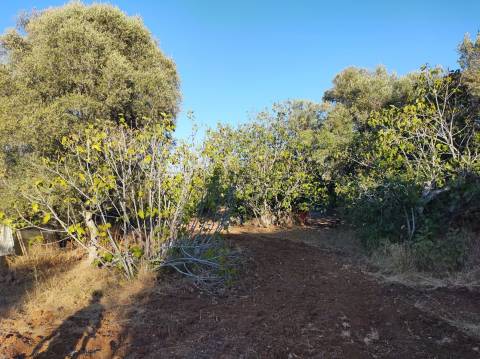 Terreno Urbanizável - Zona de Expansão Urbana - Chão-das-Donas - Portimão - Algarve