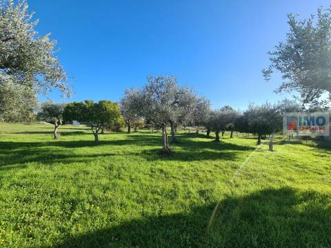 Quinta na Lardosa - Castelo Branco