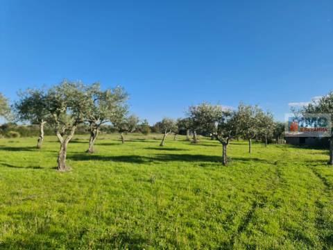 Quinta na Lardosa - Castelo Branco
