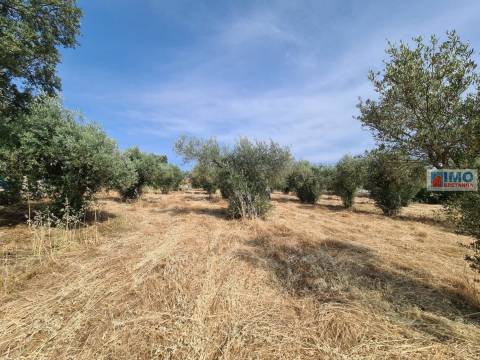 Quinta - Oledo