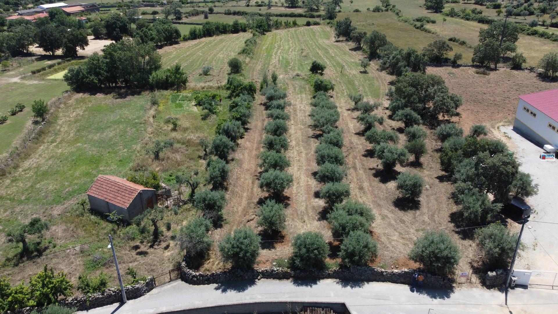 Quinta - Oledo