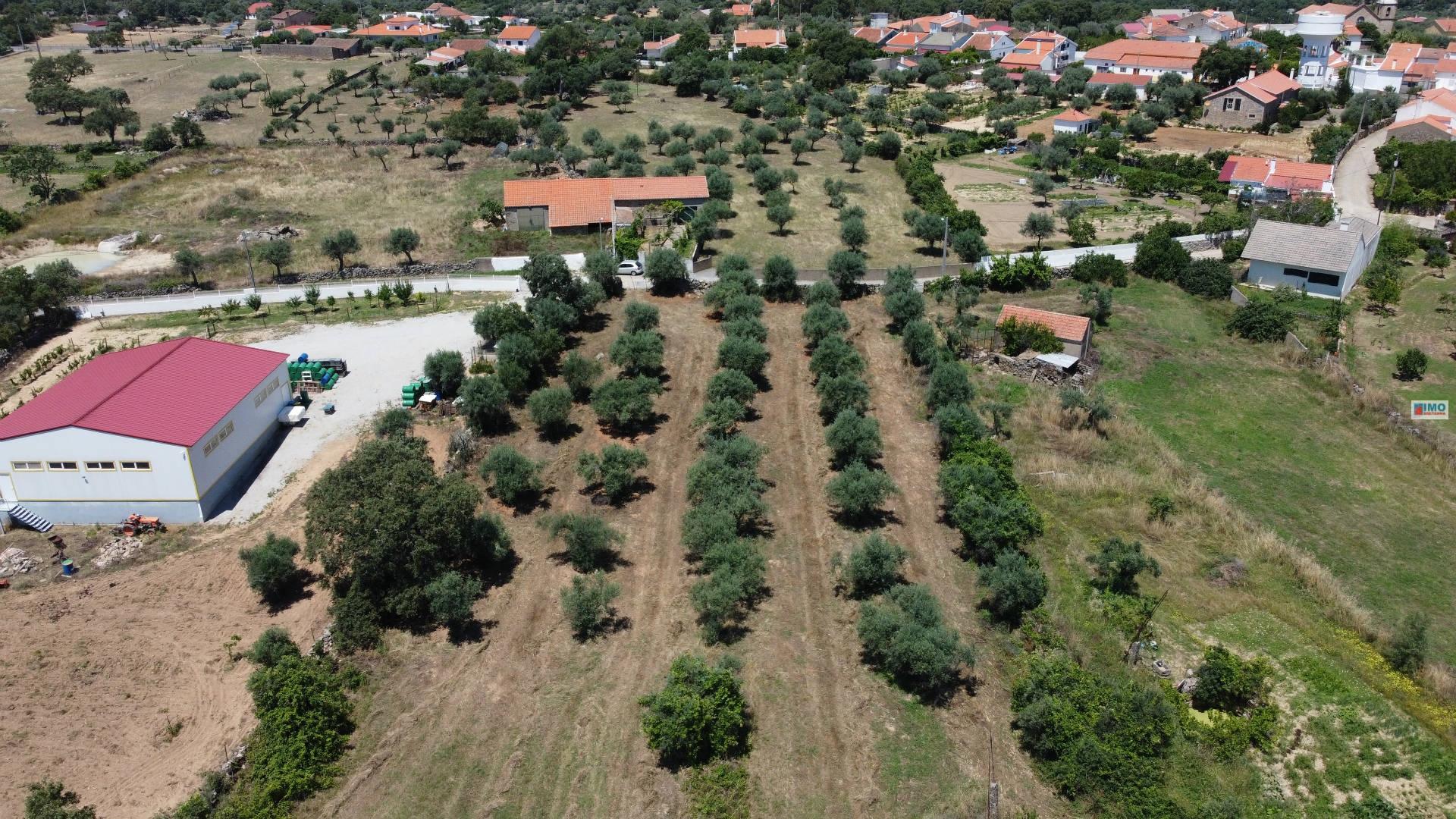 Quinta - Oledo