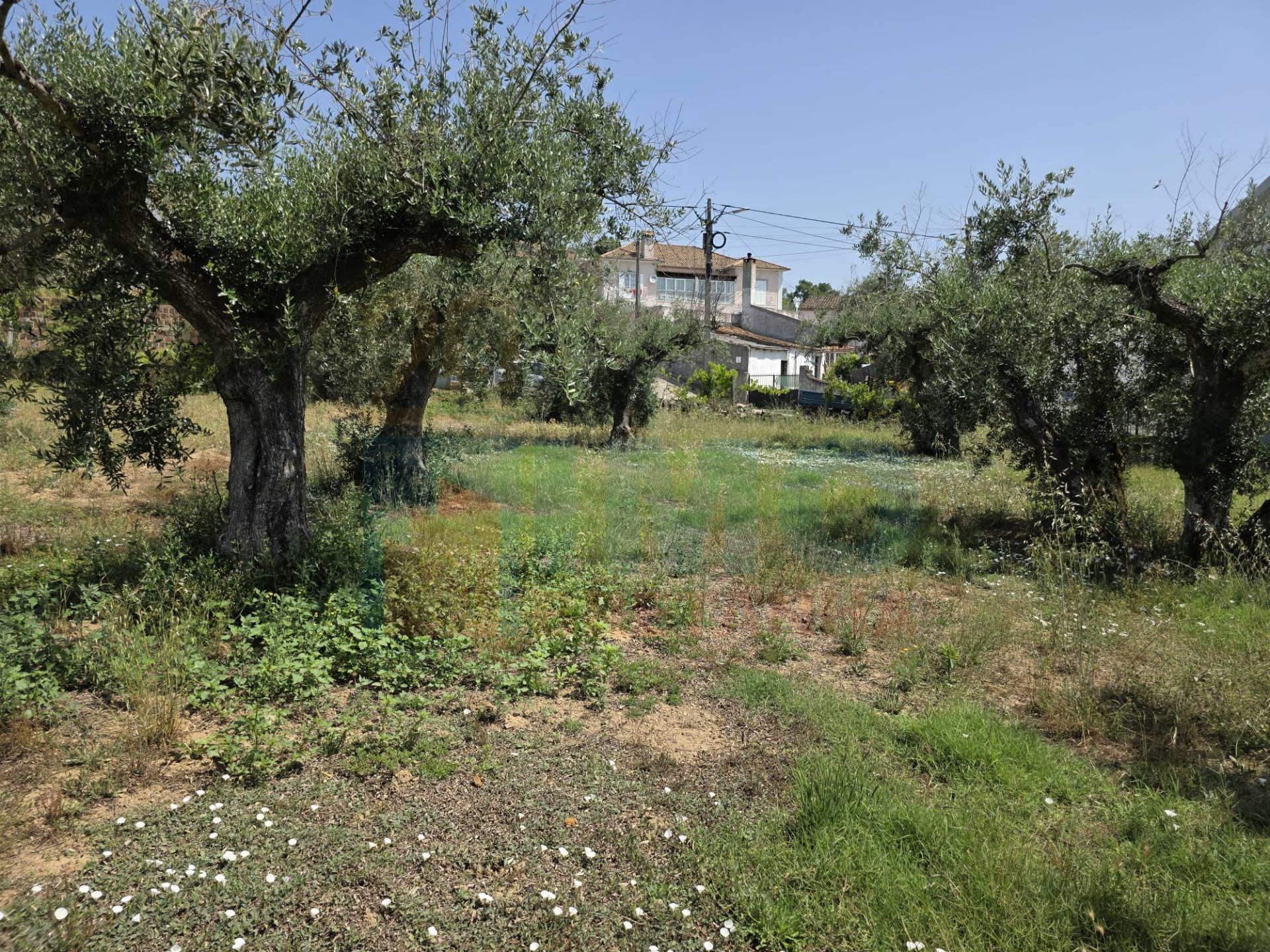 Terreno c/ Viabilidade de Construção – Telhado - Fundão