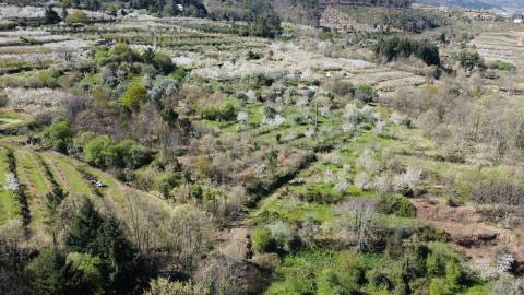 Quinta c/ 5,5 ha - Alcaide - Fundão