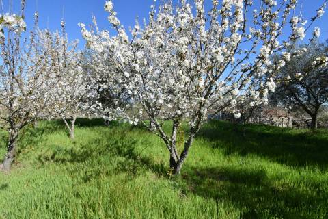 Quinta c/ 5,5 ha - Alcaide - Fundão