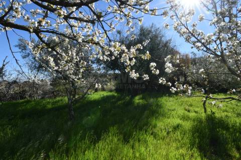 Quinta c/ 5,5 ha - Alcaide - Fundão