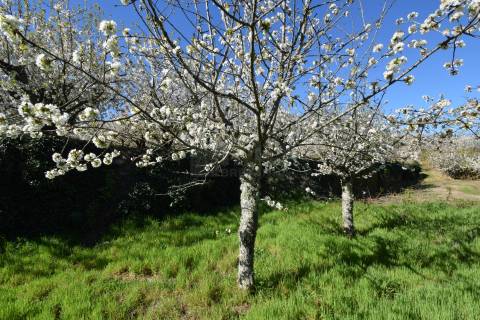 Quinta c/ 5,5 ha - Alcaide - Fundão