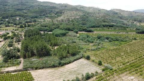 Terreno Rústico c/ 8.331 m² em Aldeia do Souto – Covilhã