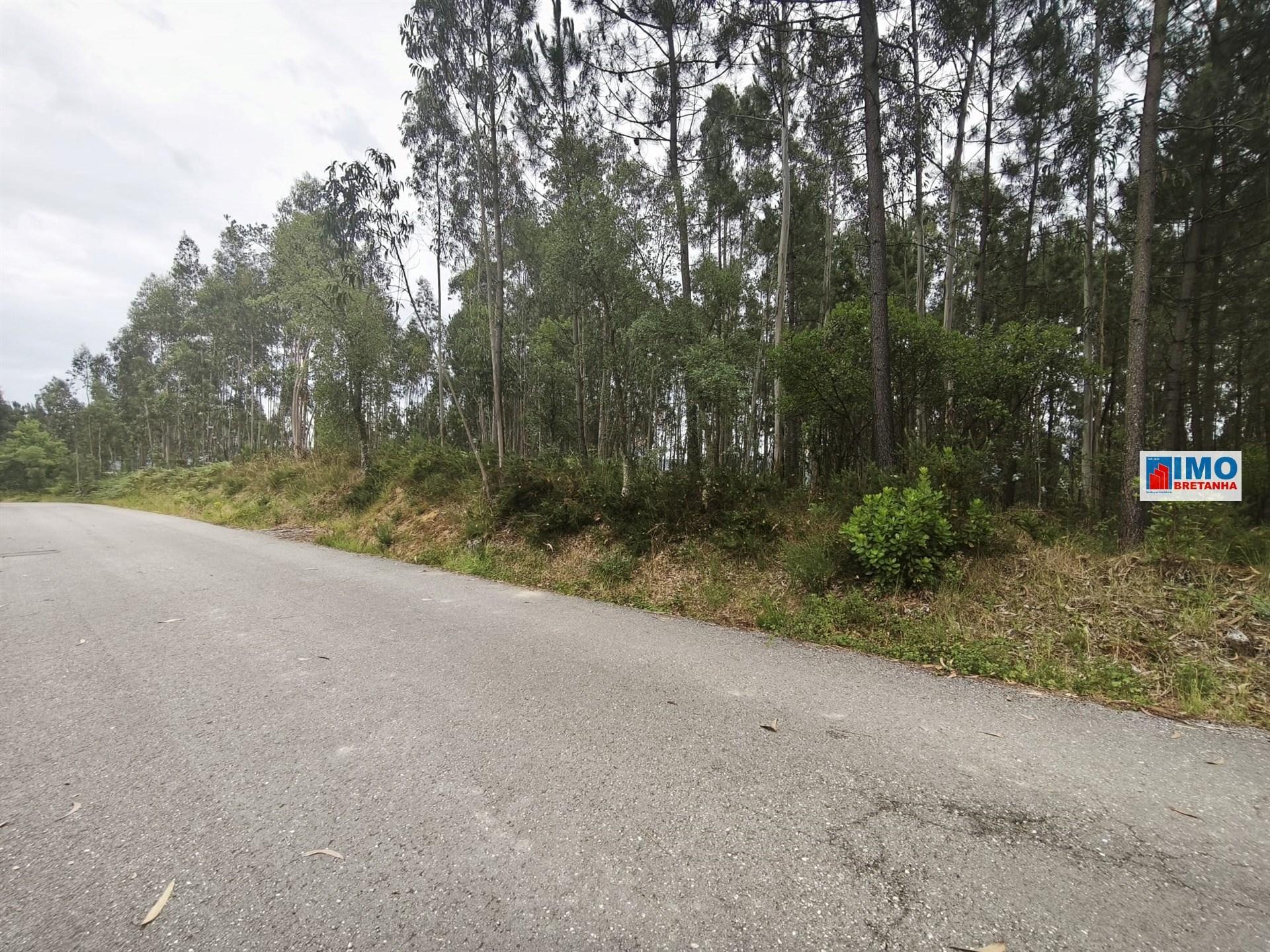 Terreno c/ possibilidade de Construção | 2542 m² | Vila Nova de Poiares