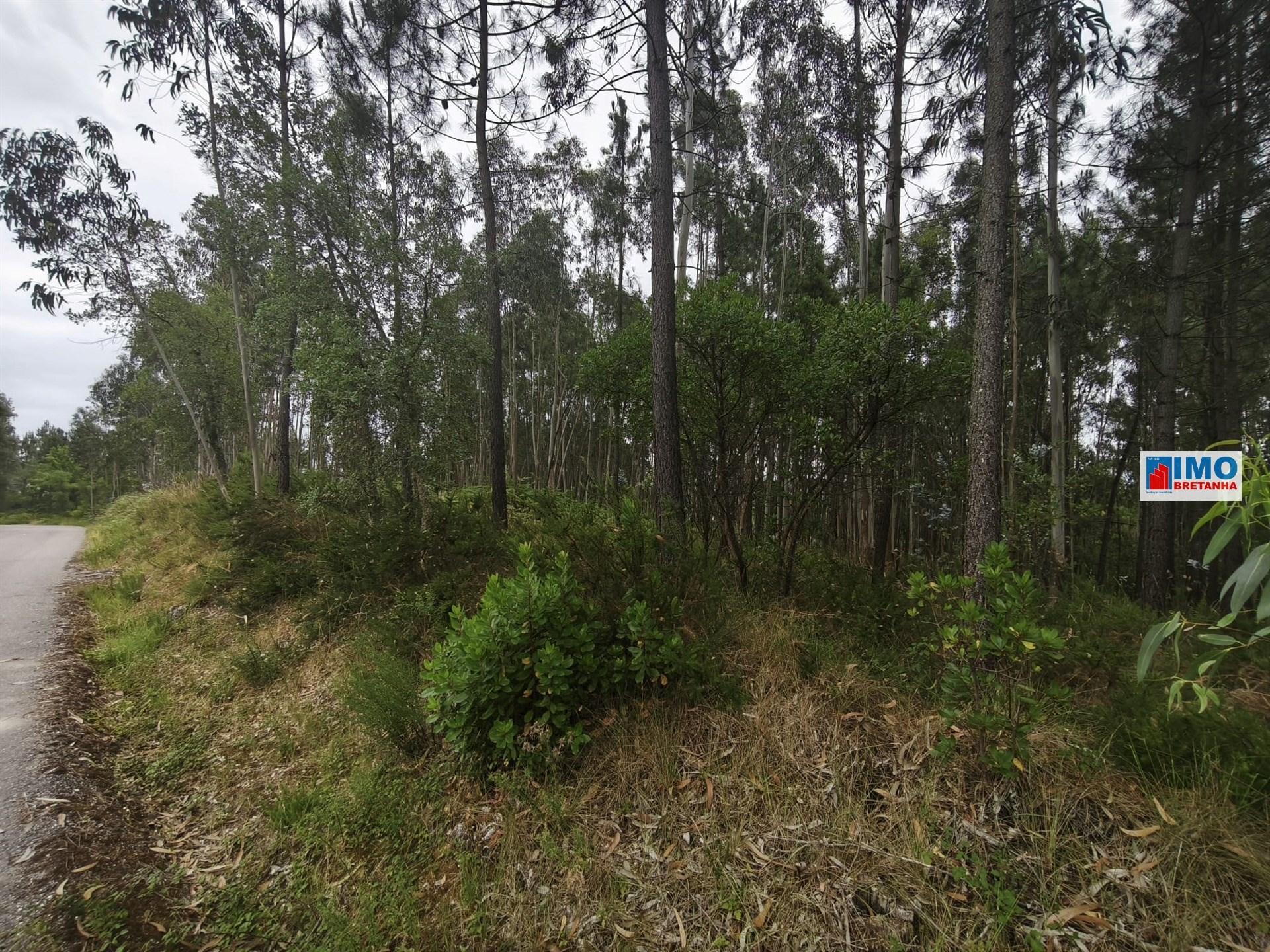 Terreno c/ possibilidade de Construção | 2542 m² | Vila Nova de Poiares