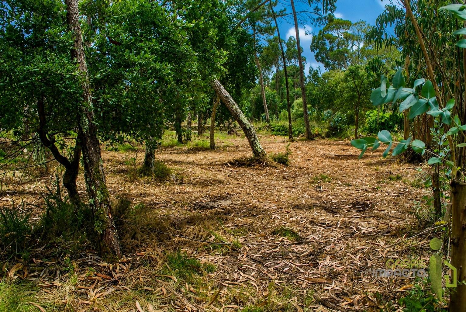Terreno Rústico  Venda em São João das Lampas e Terrugem,Sintra