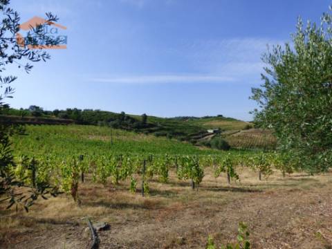 Quinta no Douro de excelente qualidade