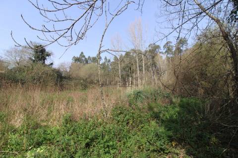 Terreno Agrícola com 1340 m² | Olival