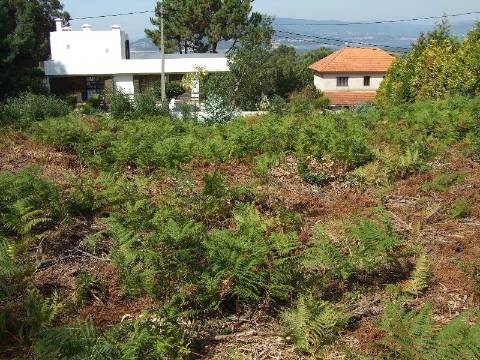 Terreno Urbano  Venda em Moledo e Cristelo,Caminha