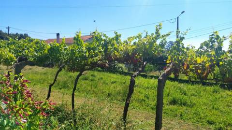 Terreno Urbano  Venda em Seixas,Caminha