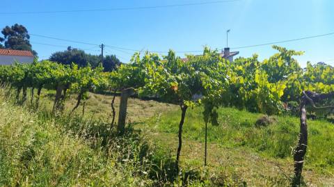 Terreno Urbano  Venda em Seixas,Caminha
