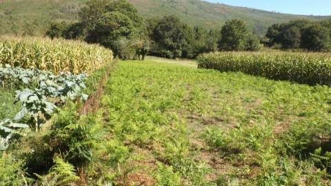 Terreno  Venda em Venade e Azevedo,Caminha