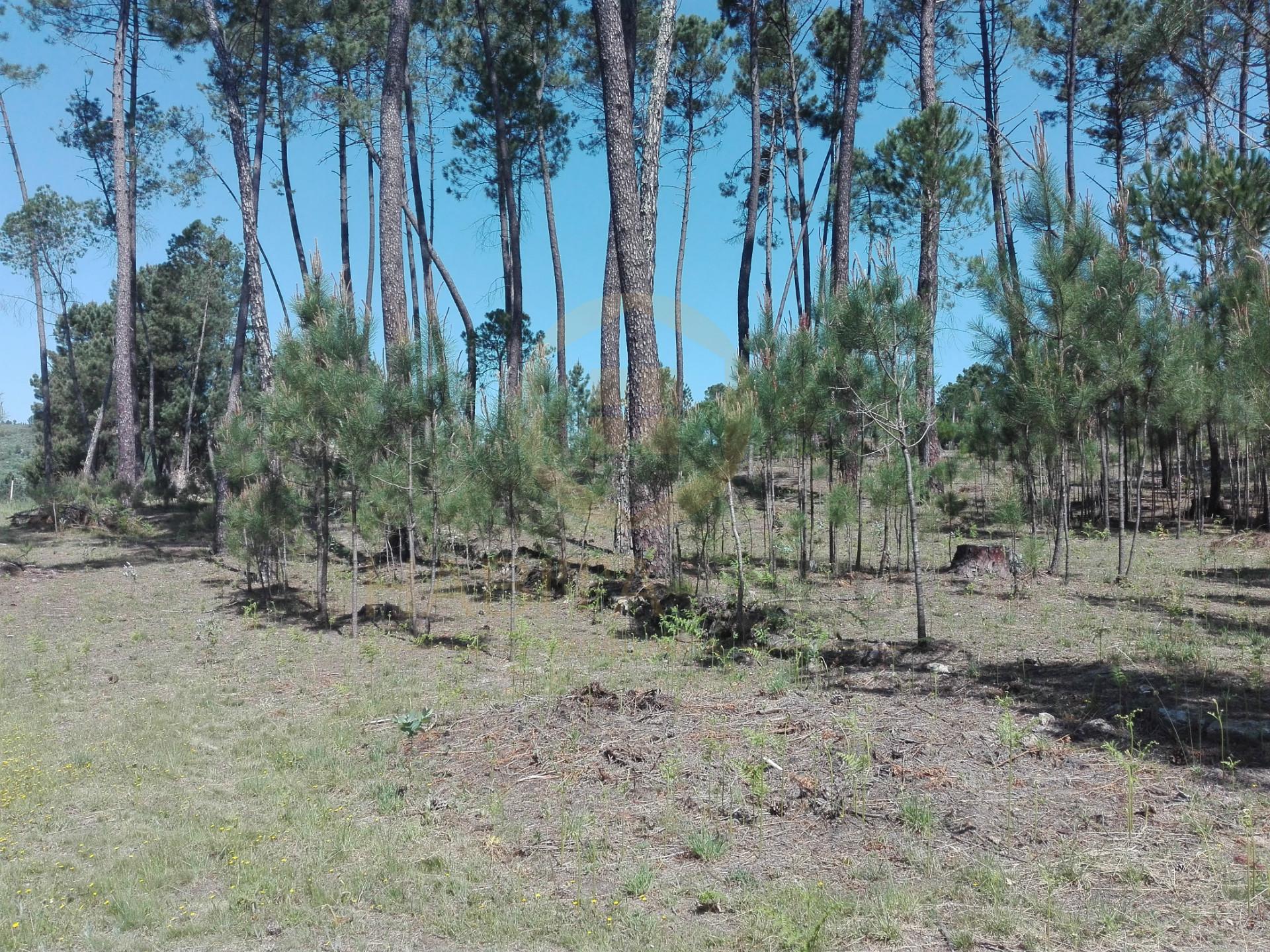 Terreno Para Construção  Venda em Santar e Moreira,Nelas