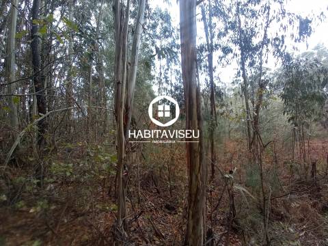 Terreno Para Construção  Venda em Sátão,Sátão